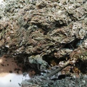 Mango Haze